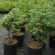 Potted Stock