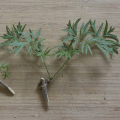 Cuttings (1)