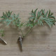 Cuttings