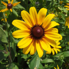 Black-eyed Susan (1 Gallon)