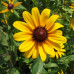 Black-eyed Susan (1 Gallon)