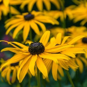 Native Perennials (80)