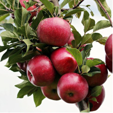 Apple 'Liberty'