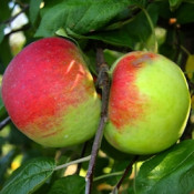 Fruit Trees (16)