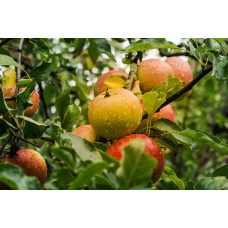 Apple 'Lobo'
