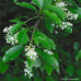 Black Cherry (1+0)