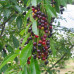 Black Cherry (1+0)