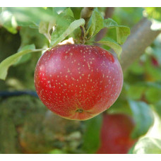 Apple 'Lobo'