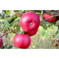 Apple 'Ida Red'