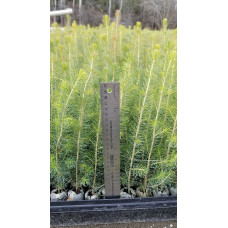 Greenhouse Plug - Norway Spruce