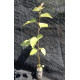 Deciduous