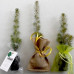 Do it yourself kit (with tree)