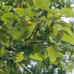 Balsam Poplar (2 gallon)