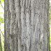 Balsam Poplar (2 gallon)