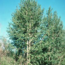 Balsam Poplar 
