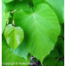 Basswood (2 gallon)