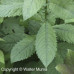 Bebb's Willow (1/1, P+0.5)