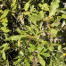 Bebb's Willow (1/1, P+0.5)