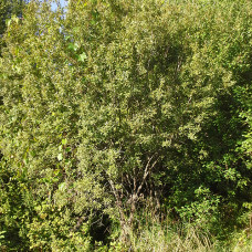 Bebb's Willow (1/1)