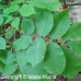 Bitternut Hickory (2+0)