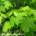 Black Maple (2+0)