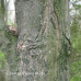 Black Maple (5 gallon)