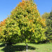 Black Maple (5 gallon)