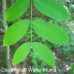 Black Walnut (2 gallon)