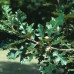 Bur Oak (2+0)