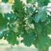 Bur Oak (2+0)