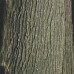 Bur Oak (2+0)