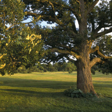 Bur Oak (2+0)
