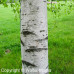Gray Birch (P+1.5)