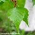 Gray Birch (P+1.5)