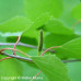 Gray Birch (P+1.5)