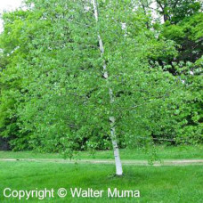 Gray Birch (P+1.5)