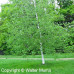 Gray Birch (P+1.5)