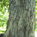 Ironwood (1+0)