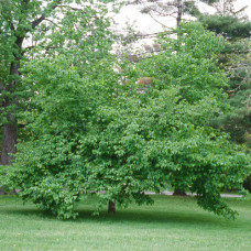 Ironwood (2+0)