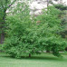 Ironwood (1+0)
