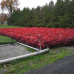 Red Oak (90cm+)