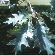 Red Oak (90cm+)