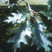 Red Oak (90cm+)