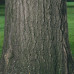 Red Oak (90cm+)