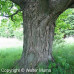 Hard (Sugar) Maple (2+0)