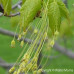 Hard (Sugar) Maple (2+0)