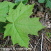 Hard (Sugar) Maple (2+0)