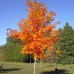 Hard (Sugar) Maple (2+0)