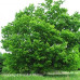 Hard (Sugar) Maple (2+0)