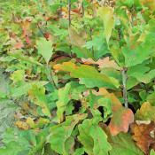 Bareroot Seedlings (28)